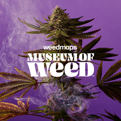 True Terpenes, Weedmaps Partner For Hollywood Museum Of Weed