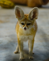 fennec fox exotic animals