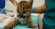 Last Surviving Mountain Lion Cub from Litter of Three Rehabilitating at Oakland Zoo’s Veterinary Hospital