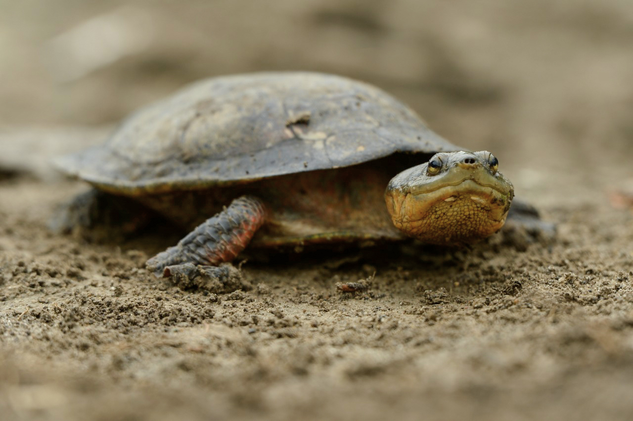 First Reserve Created For Critically Endangered Dahl’s Toad-headed Turtle