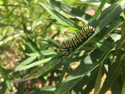 Monarch caterpillar on swamp milkweed