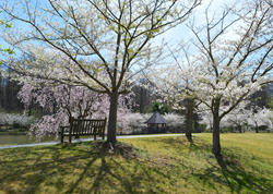 Fairfax County Celebrates the National Cherry Blossom Festival
