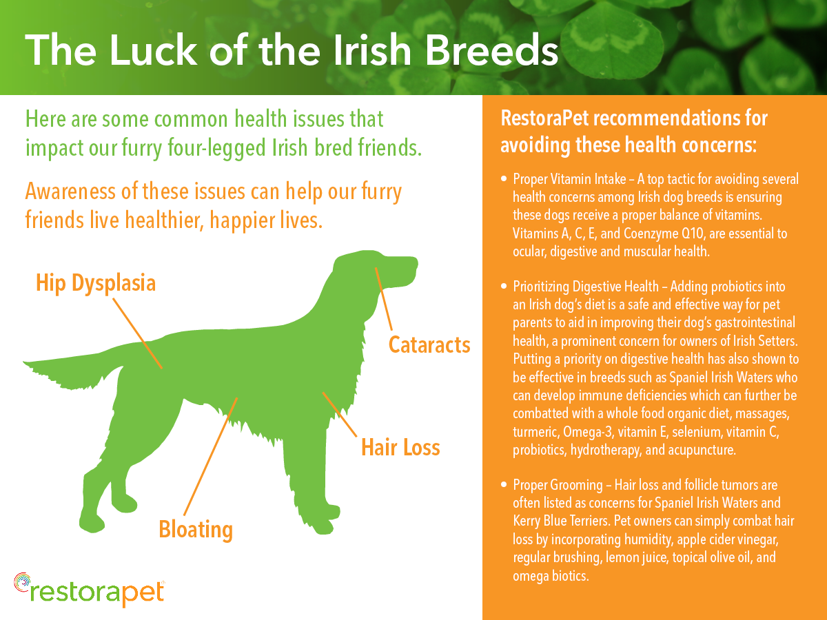Restorapet S Tips To Combat Common Health Problems With Your Irish Combat Common Health Problems