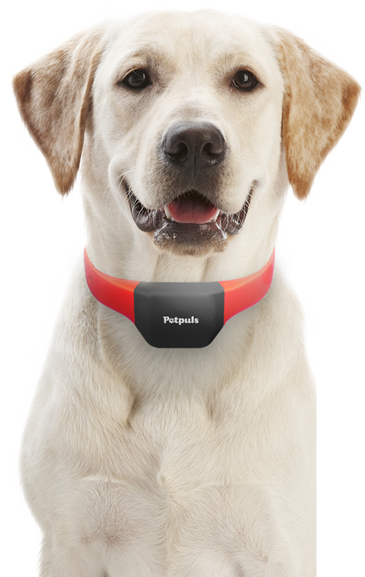 Introducing Petpuls, the AI-powered Dog Collar That Gives Your Dog a 'Voice'