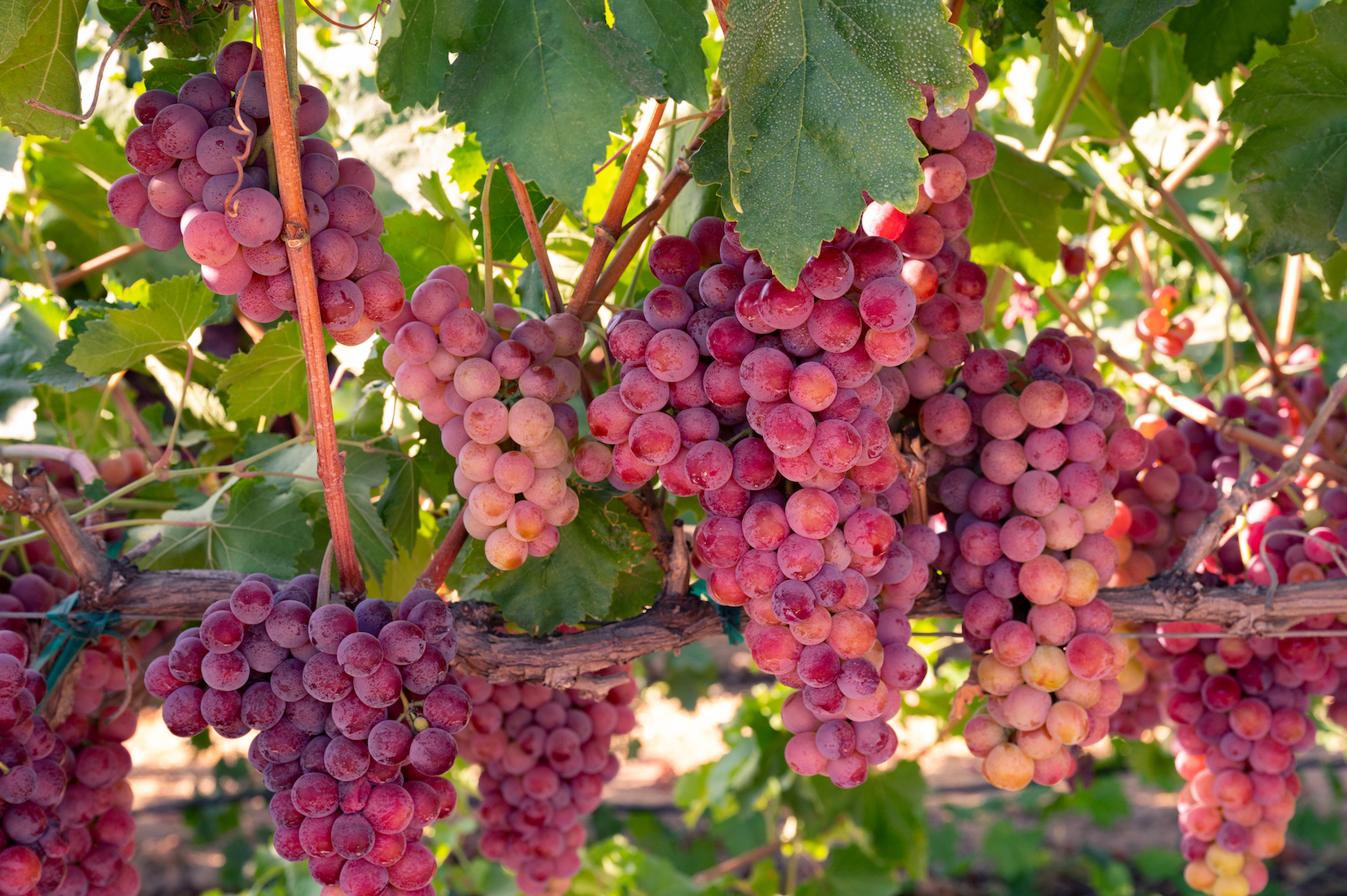 grape vines