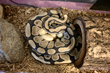 Boston Children’s Museum Surprising Discovery About Its Ball Python