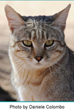 Alley Cat Rescue announces new African Wildcat Project to map African wildcat sightings throughout Africa and surrounding regions