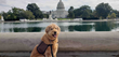 Virtual Pet Week on Capitol Hill Brings People Together in Celebration of the Human-Animal Bond
