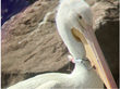 Pelican Hooked and Snared in Fishing Line Rescued and Recovering at Oakland Zoo Veterinary Hospital