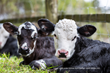Danisco Animal Nutrition Further Expands Portfolio in Ruminants