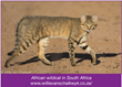 U.S. Group Asks South African Farmers and Veterinarians To Help Preserve the Vulnerable African Wildcat