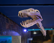 There's a treasure trove of marine creatures and Giants of the Jurassic at the world's largest children's museum where you come face - to- knee with amazing animals of long ago.