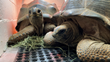SHELL-o There! Oakland Zoo Welcomes New Tortoises Rescued from the Illegal Pet Trade