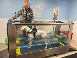 Offering underwater treadmill system for pets.