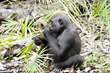 PASA and NFT Maker Endangered Ark Collaborate to Project Gorillas