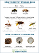 How to identify stinging bugs from Wondercide.