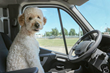 ‘Moving with pets,’ tips from the Reno and South Lake Tahoe movers