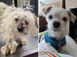 Five Former Shelter Pups Prove that Grooming Can Transform Lives