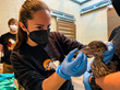 Oakland Zoo Rescues 140 Black-Crowned Night Herons from Downtown Oakland Streets