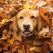 YuMOVE, Joint Supplements for Dogs, Offers 5 Tips for Fall Fun with Your Senior Dog