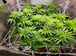 New Autoflower Bloom Nutrients Maximize Yields of Cannabis Plants
