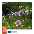 Succession Planting Allium Bulbs Provides Essential Food Resources for Pollinators