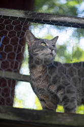 tabby cat in catio enclosure