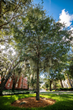 Stetson University Named A &#39;Green College’ By The Princeton Review