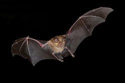 bats of genus Rhinolophus