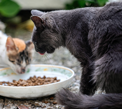 outdoor cats eating