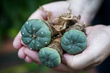 Peyote with roots in hands
