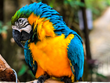Honduras, Scarlet Macaw, Copán, Macaw Mountain, Bird