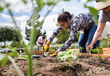 98% of workers have a better opinion about their company for offering the organic gardening program.