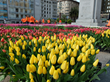 80,000 Free Tulips Delight 30-35,000 San Franciscans on American Tulip Day