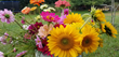 Flowers that are easy to grow such as sunflowers, zinnias, and cosmos are all wonderful for bouquets. Jesse Oman / Shutterstock.