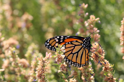 Young Living Scientists Launch New Monarch Butterfly and Milkweed Research Project