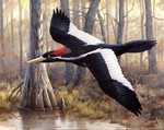 Ivory-billed Woodpecker "Elusive Ivory"