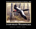 Poster of Ivory-bill Woodpecker Image