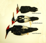 Woodpecker Size Comparison