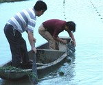 Mussels being collected from farm