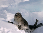 Seals Now May Have Hope