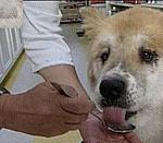 Dog taking beef flavored Tamiflu for Canine Influenza
