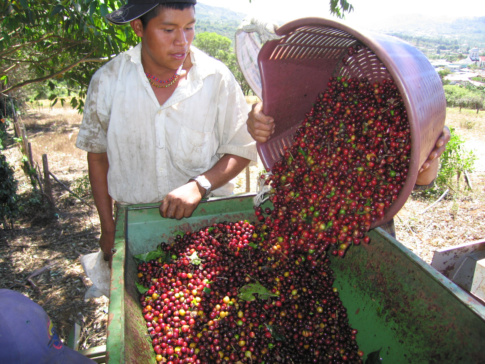 Volcanica Coffee Announces the Start of their 2006 Gourmet Coffee ...