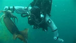Scuba Diver with Giant Humboldt Squid