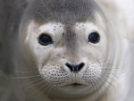 Shellspot, a young harbor seal pup, rescued by The Marine Mammal Center