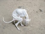 Emaciated Stray looking for food