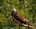 Mother Eagle with eighteen-week-old eaglet. Photo: Lisa Loucks Christenson