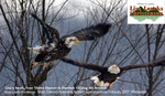 Male eagle defending territory against juvenile. Photo: Lisa Loucks Christenson