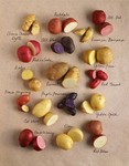 Potato varieties from the U.S. Potato Board