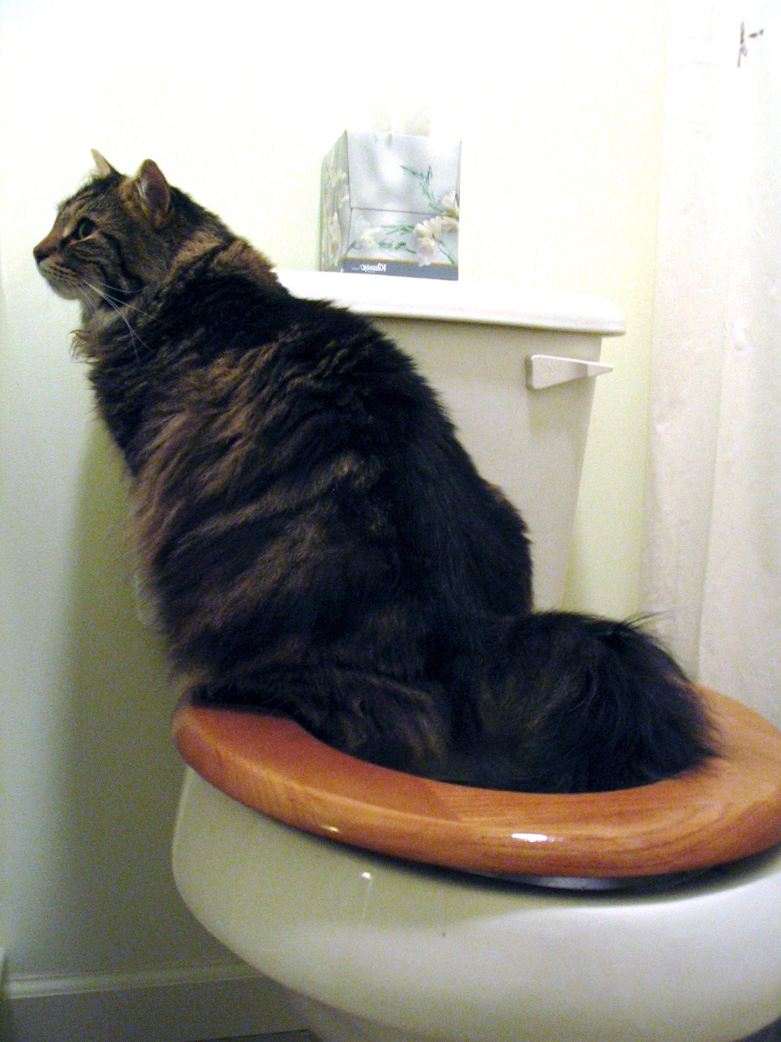 Cat Owners Ditch Kitty Litter and Turn to the Toilet to Save Money